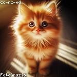 Susie Schowalter Profile Picture